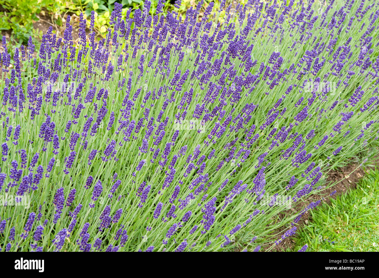 Labiatae/lamiaceae Lavandula angustifolia Lavender `Hidcote` Stock Photo
